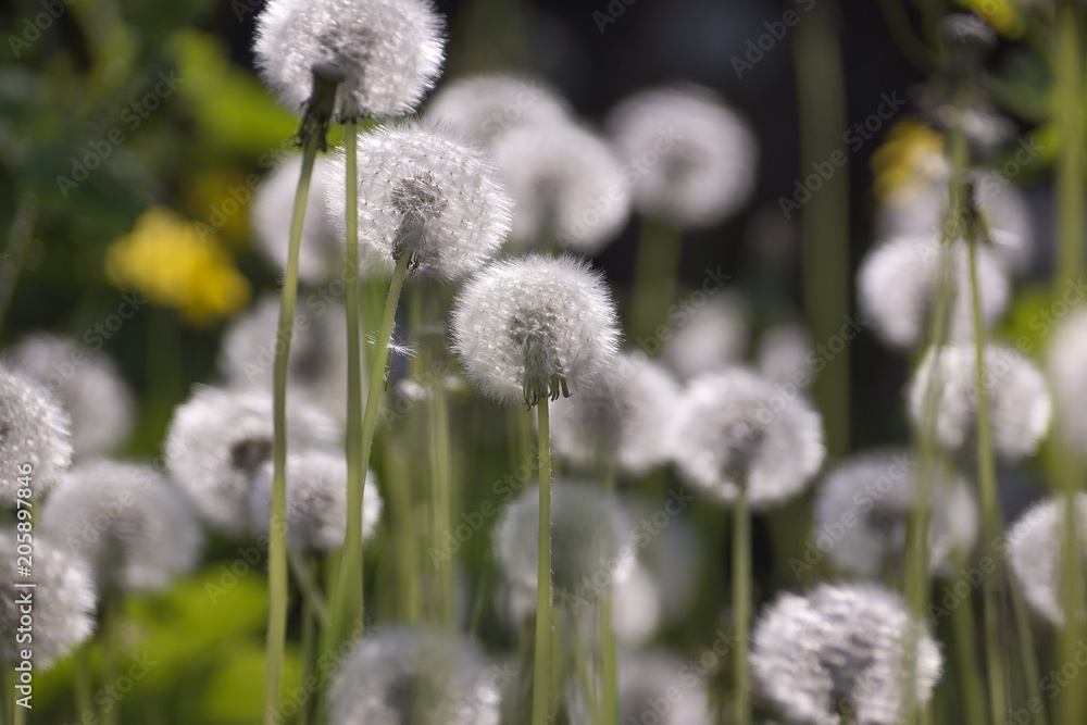 Dandelion seeds in the sunlight blowing away across a fresh green morning background Dandelion seeds in the sunlight blowing away across a fresh green morning background
