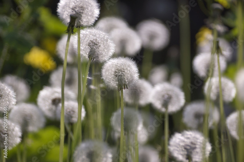 Fototapeta Naklejka Na Ścianę i Meble -  Dandelion seeds in the sunlight blowing away across a fresh green morning background