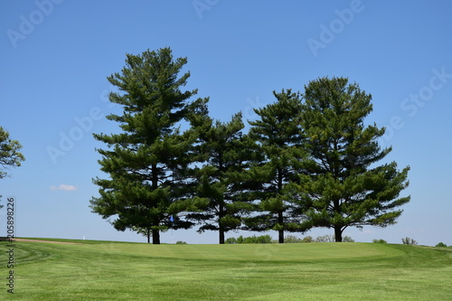 Golf trees