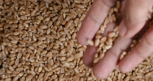 Close up male farmer hand carry wheatgrass seeds , healthy food , 4K Dci resolution photo