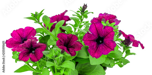  petunia on a white background