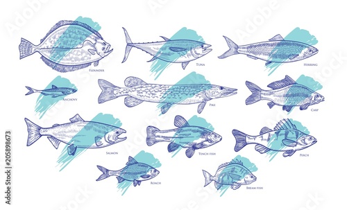 Set of fish hand drawn with contour lines against blue paint smear or brush stroke on background. Bundle of underwater animals living in sea, ocean, river, lake. Vector illustration in woodcut style.