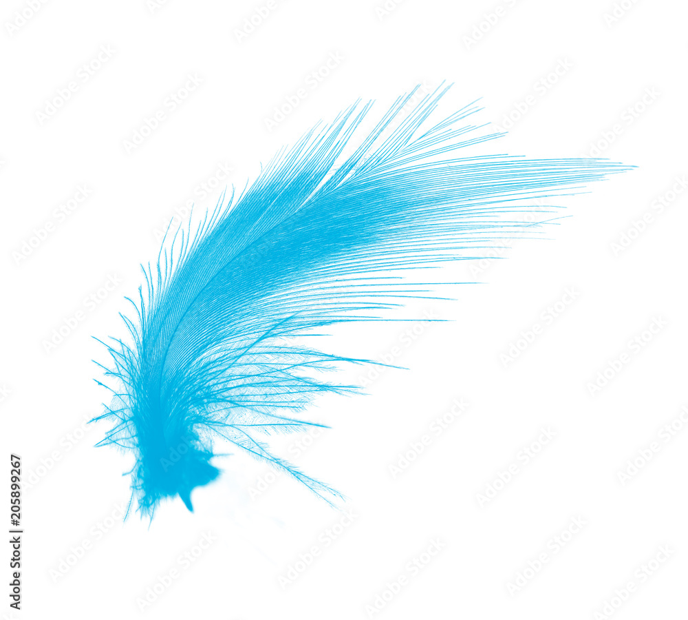 Beautiful Blue color trends feather isolated on white background Beautiful Blue color trends feather isolated on white background