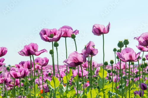 field of lila poppy blossoms blue sky - opium poppy - papaver somniferum