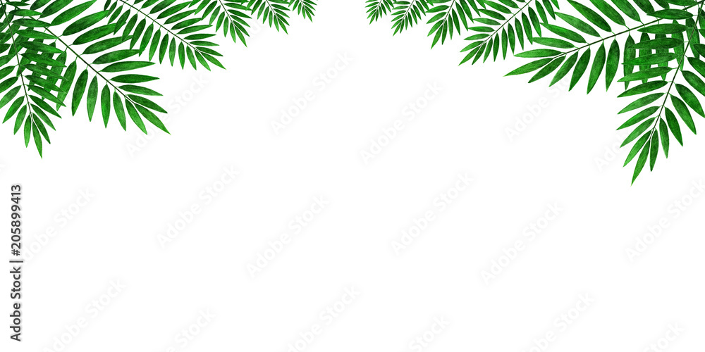 Leaves of palm trees on a white background. Sheet for decoration and writing text.
The leaves of the palm tree hang from above on the sheet, in the center there is a place for writing the text.