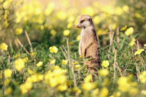 Fotografie The meerkat or suricate (Suricata suricatta) in the blossoming desert