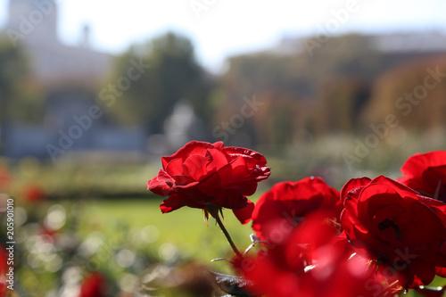 rote rosen im stadtpark von wien