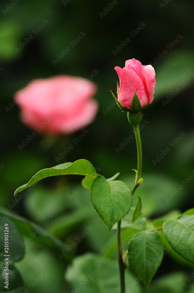 beautiful pink rose in a garden beautiful pink rose in a garden