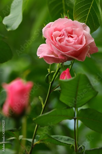 beautiful pink rose in a garden