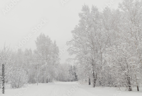 White birch covered with snow, the road through the forest