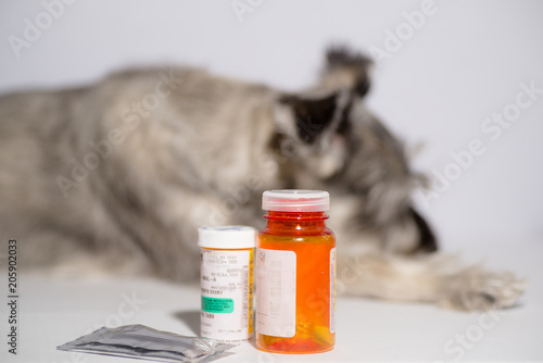 senior schnauzer dog isolated on white with medications, pills and topicals. Concept: ageing pets, veterinary healthcare