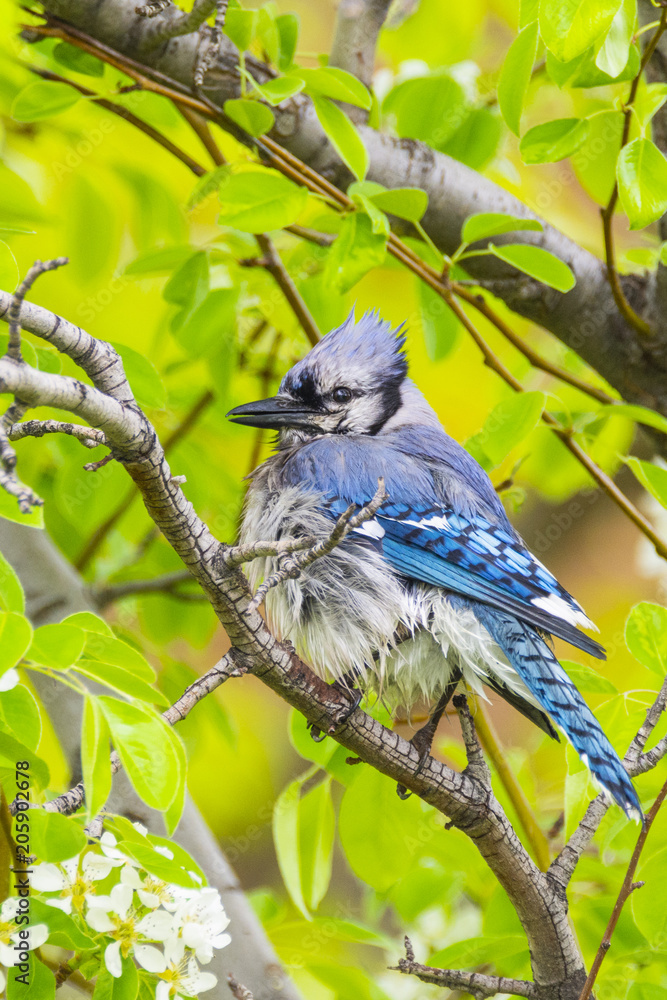 Ruffled Feathers Blue Jay Stock Photo Adobe Stock