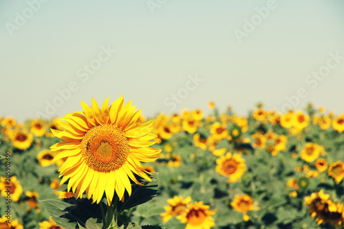 summer sunflowers field sky yellow green blue orange