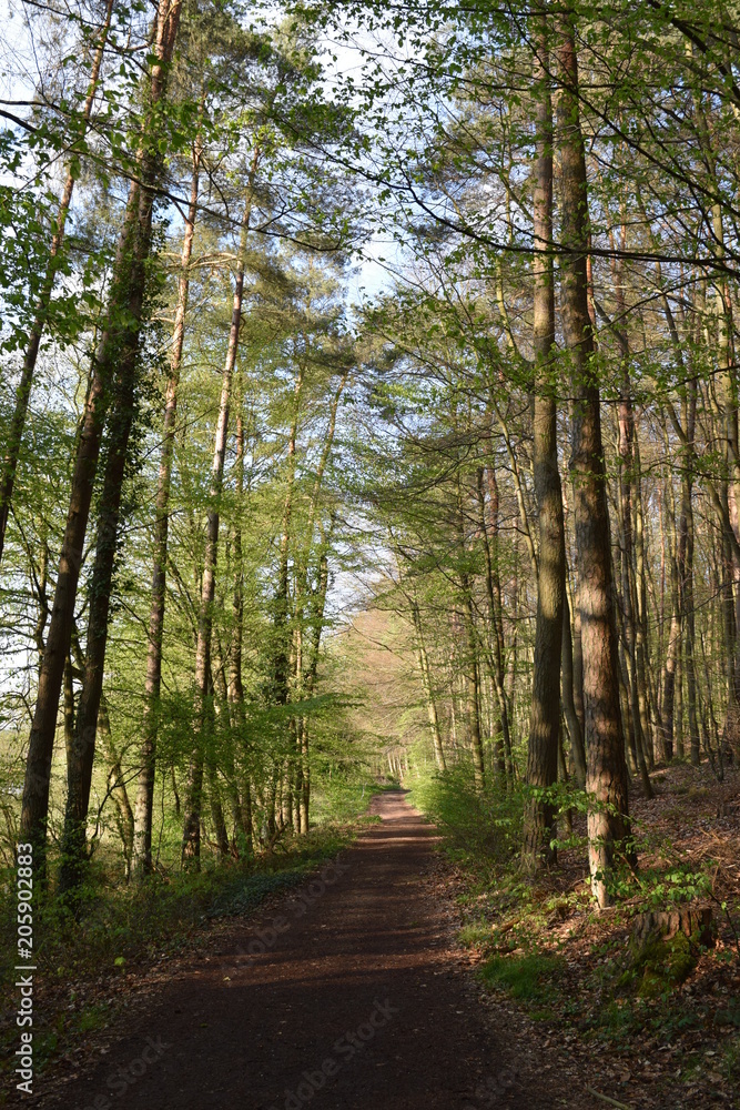 Fototapeta premium Wadgassen Allemagne 66787