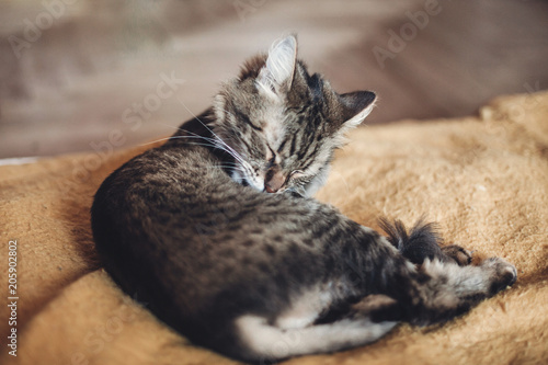 Fototapeta Naklejka Na Ścianę i Meble -  beautiful cat licking and washing itself on stylish yellow blanket with funny emotions in rustic room. cute tabby grooming and cleaning fur. space for text. grooming concept