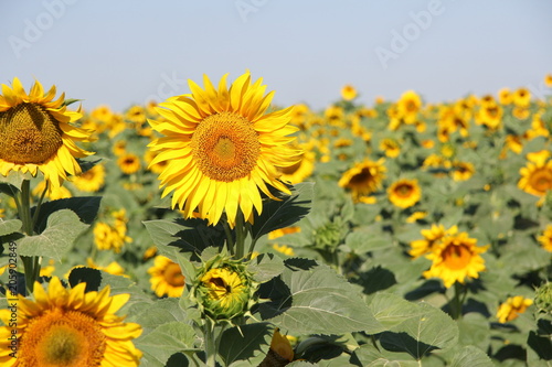 summer sunflowers field sky yellow green blue orange