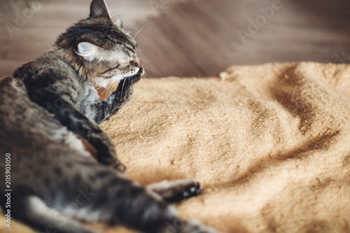 beautiful cat licking and washing itself on stylish yellow blanket with funny emotions in rustic room. cute tabby grooming and cleaning fur. space for text. grooming concept