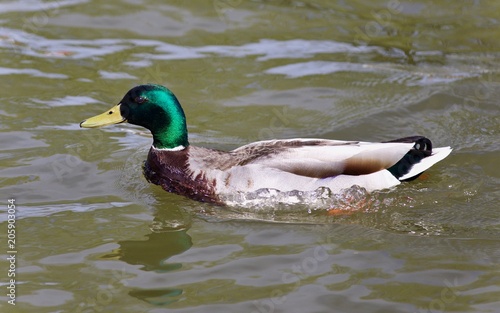 Beautiful image of a mallard swimming in lake