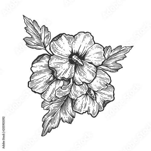 Fototapeta Naklejka Na Ścianę i Meble -  Hibiscus flower engraving vector illustration