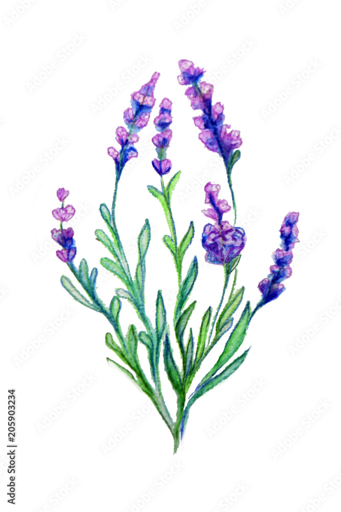 Obraz premium isolated lavender illustration