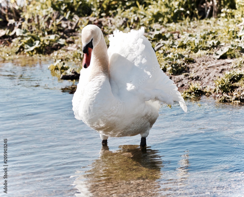 Isolated picture with a swan standing in water