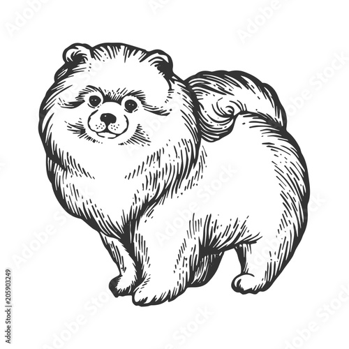 Spitz dog animal engraving vector illustration