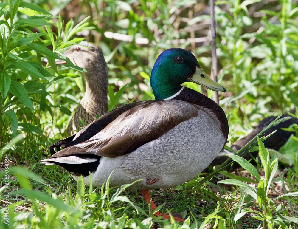 Image of two mallards standing in the grass Image of two mallards standing in the grass