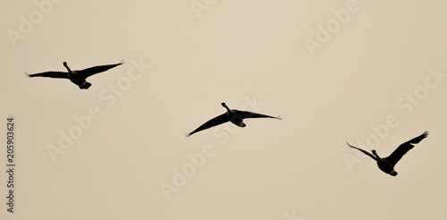Image of three Canada geese flying in the sky
