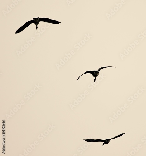 Isolated image of three Canada geese flying