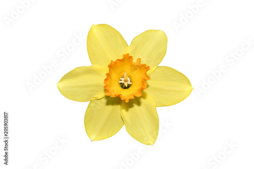 Fototapeta Naklejka Na Ścianę i Meble -  Narcissus flower isolated on white background