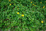 黄色い花　植物　都会　エコ　グリーン　イメージ　平和
