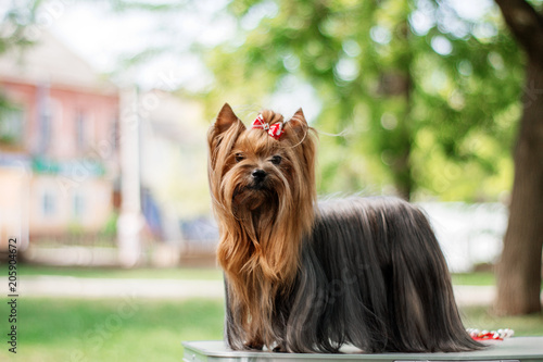 yorkshire terrier dog beautiful spring  portrait photo