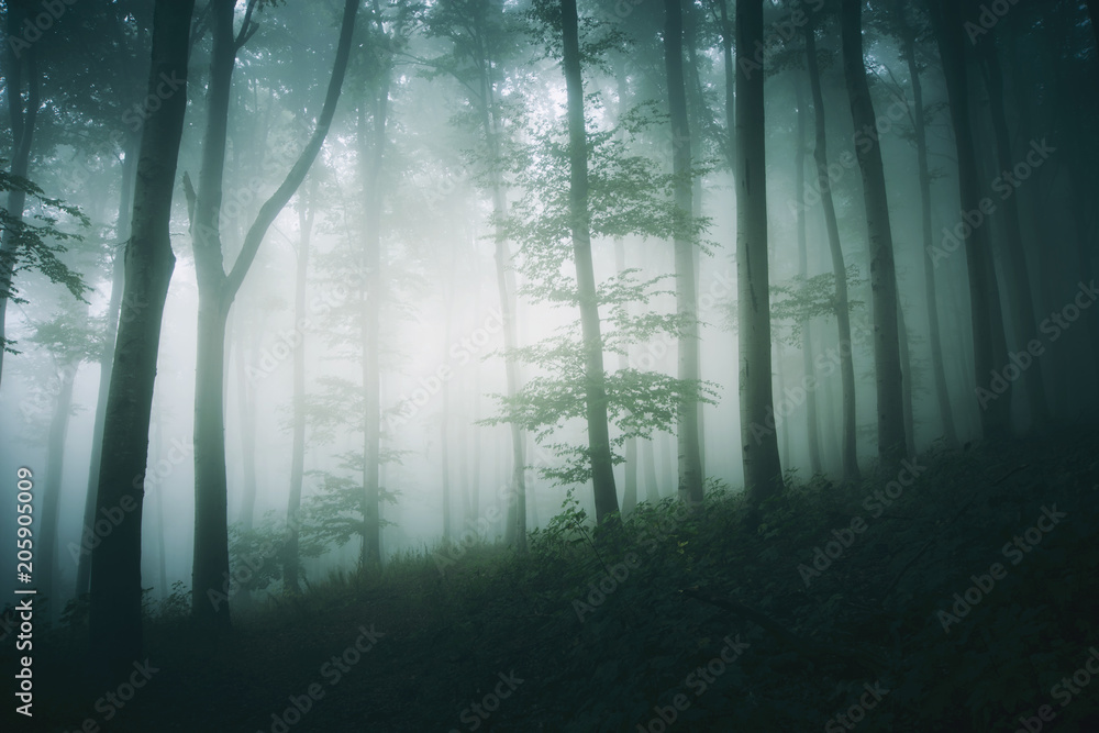 Naklejka premium tree in foggy forest fantasy landscape