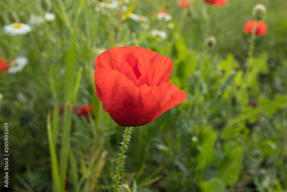 red poppy in green field spring outdoor red poppy in green field spring outdoor