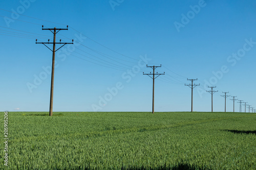 Green wheat field daytime agriculture land with tracktor traces and electric transfer wires pillars © Valentin