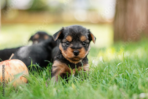 cute funny puppies yorkshire terrier