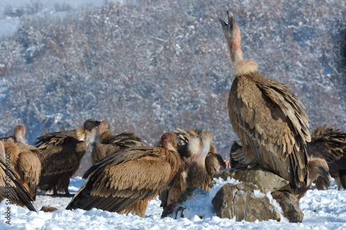 Griffon Vulture Resting on a Rock, in Mountains, in Winter