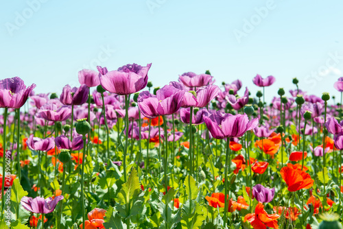 field of lila poppy blossoms - opium poppy - papaver somniferum