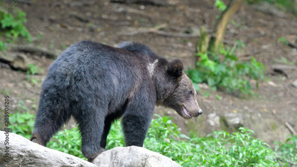 Wild Brown Bear from Carpathian Mountains Wild Brown Bear from Carpathian Mountains