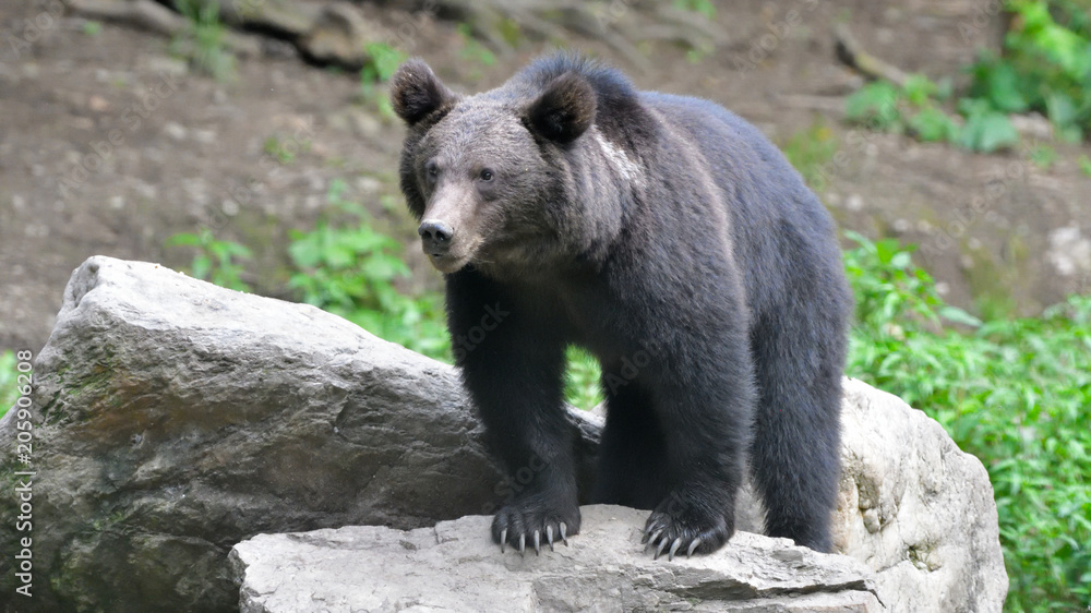 Fototapeta premium Wild Brown Bear from Carpathian Mountains
