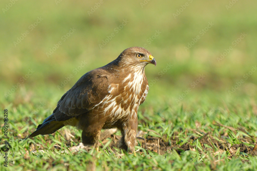 Common Buzzard (Buteo buteo) on Green Grass Common Buzzard (Buteo buteo) on Green Grass