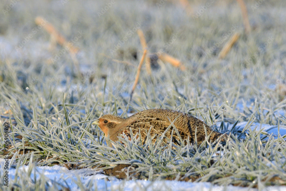 Grey Partridge on frozen grass