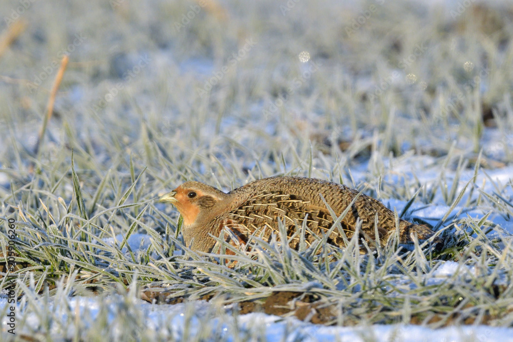 Grey Partridge on frozen grass Grey Partridge on frozen grass