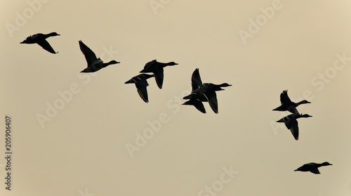 Isolated image of a swarm of ducks flying