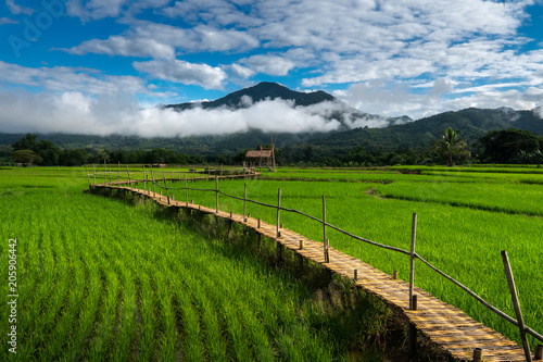 Obraz na plátně Wooden bridge and rice field in Thailand