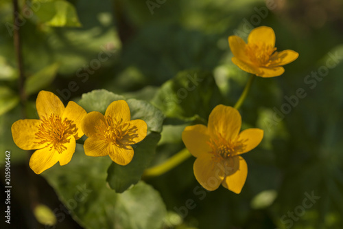 yellow flowers grow  macro