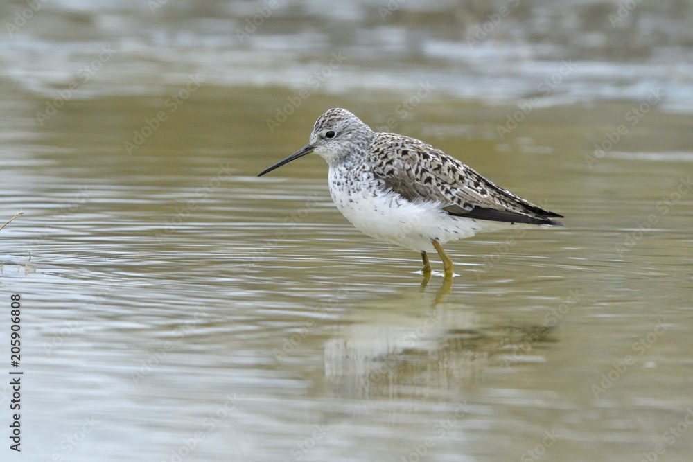 Marsh sandpiper in water Marsh sandpiper in water