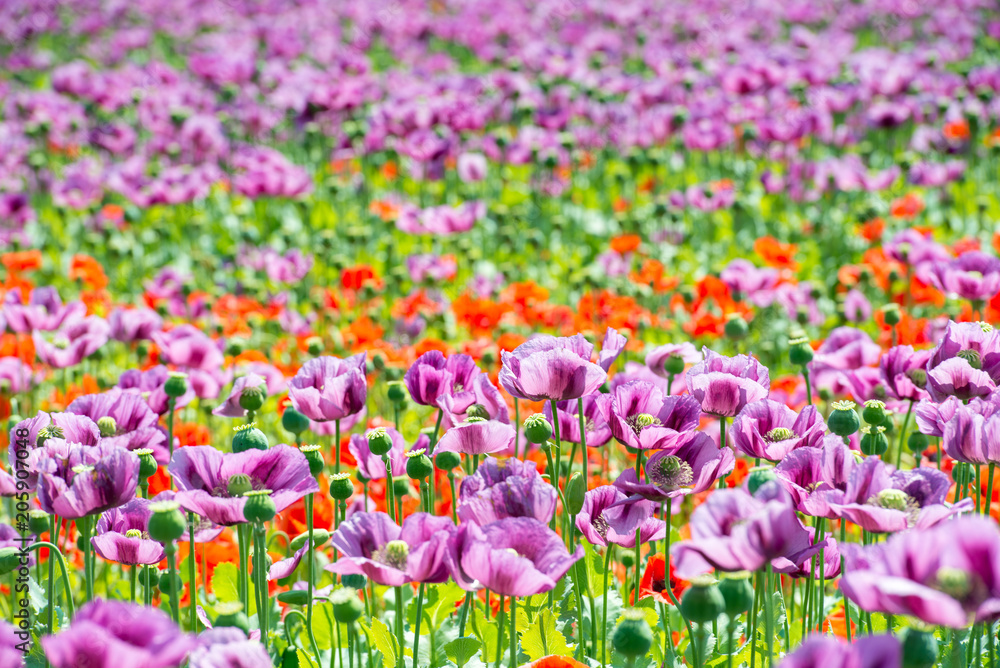 Obraz premium field of lila poppy blossoms - opium poppy - papaver somniferum