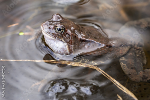 European common brown frog (Rana temporaria) in the pond among the eggs, spring day.