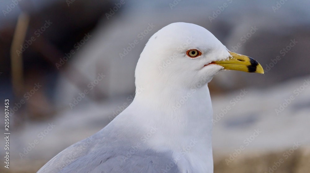 Isolated picture with a gull looking for food Isolated picture with a gull looking for food